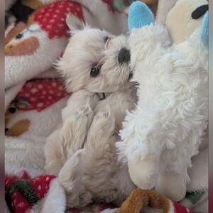 ISO xxsmall male puppy clothes